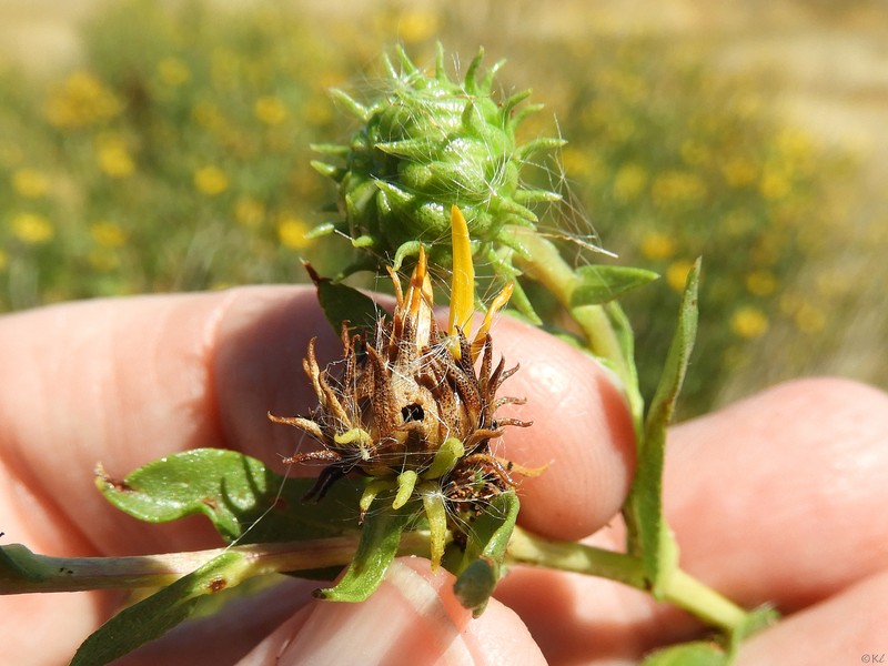 Grindelia × paludosa photo 4