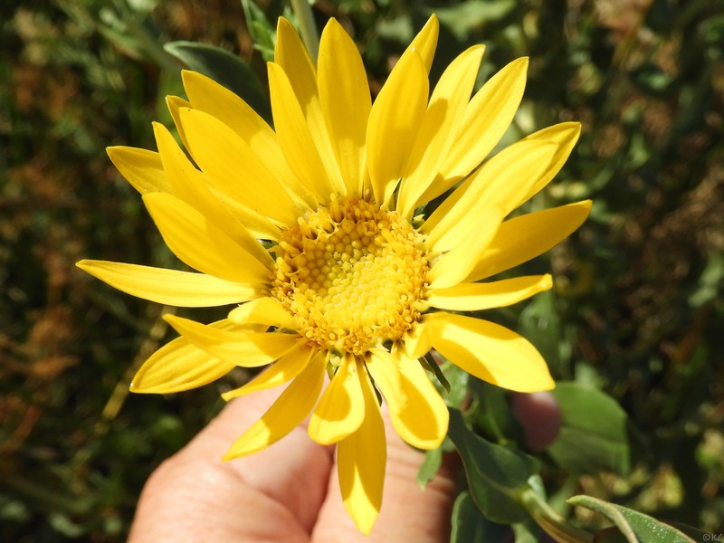 Grindelia × paludosa photo 5