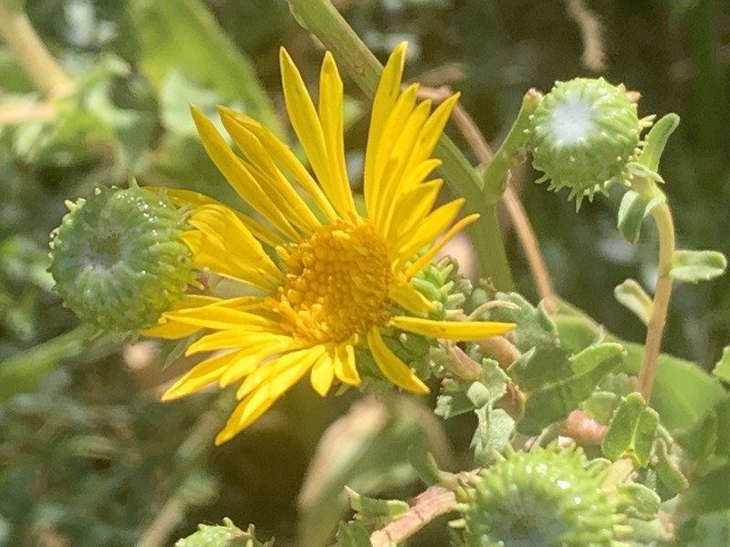 Grindelia × paludosa photo 6