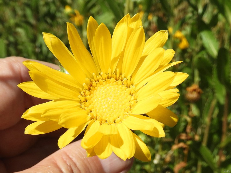 Grindelia × paludosa photo 7