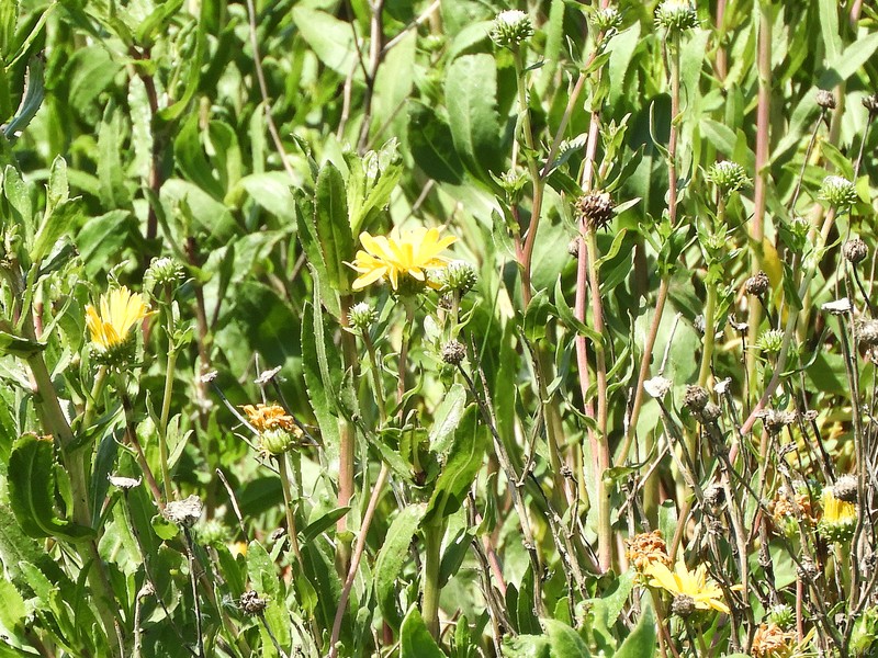 Grindelia × paludosa photo 8