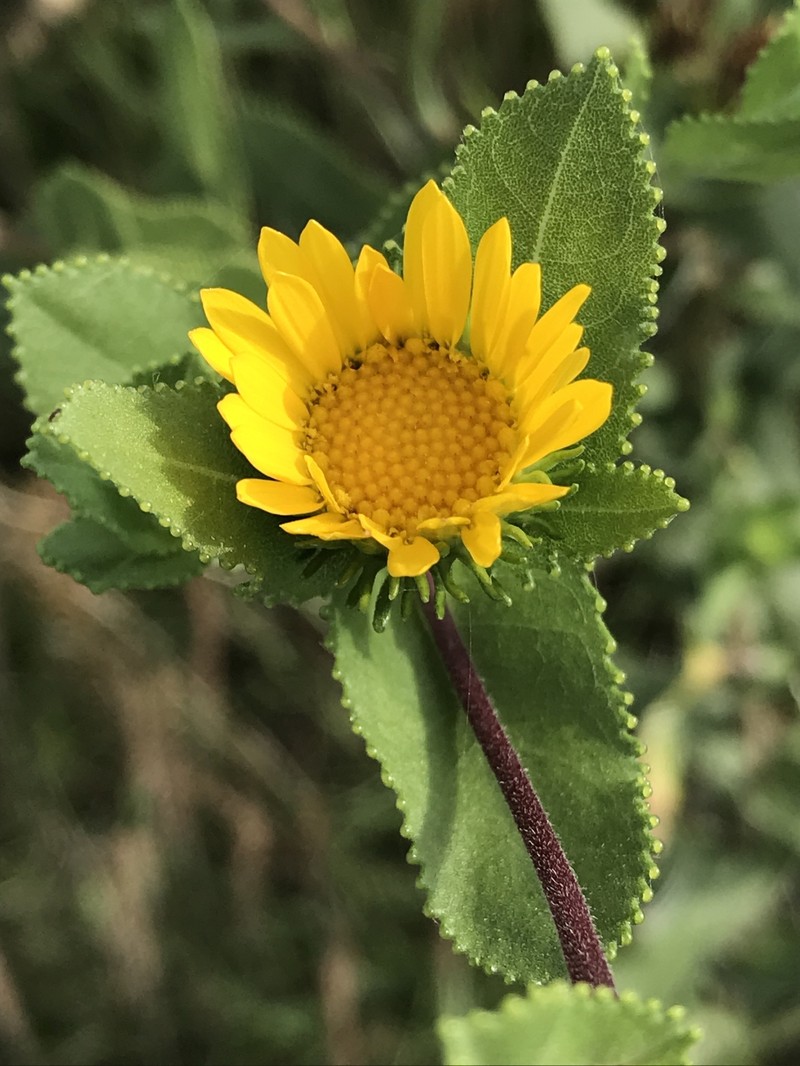 Lonestar Gumweed