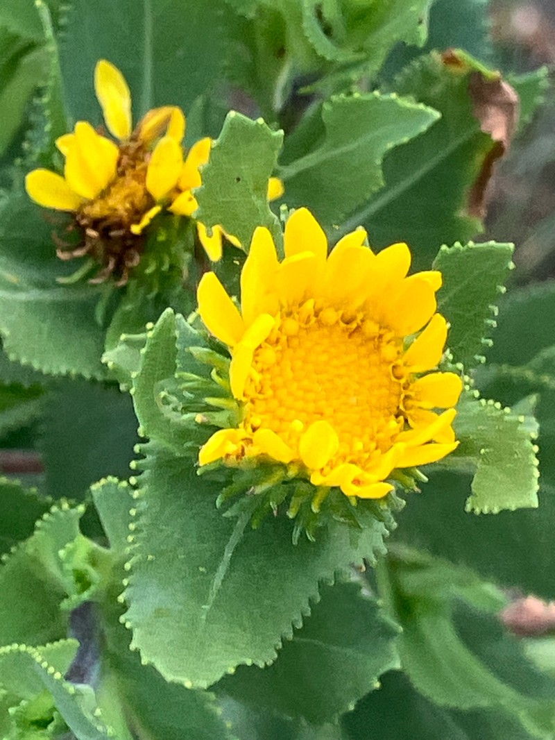 Lonestar Gumweed