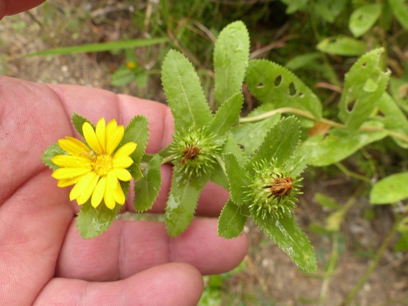 Lonestar Gumweed photo 2