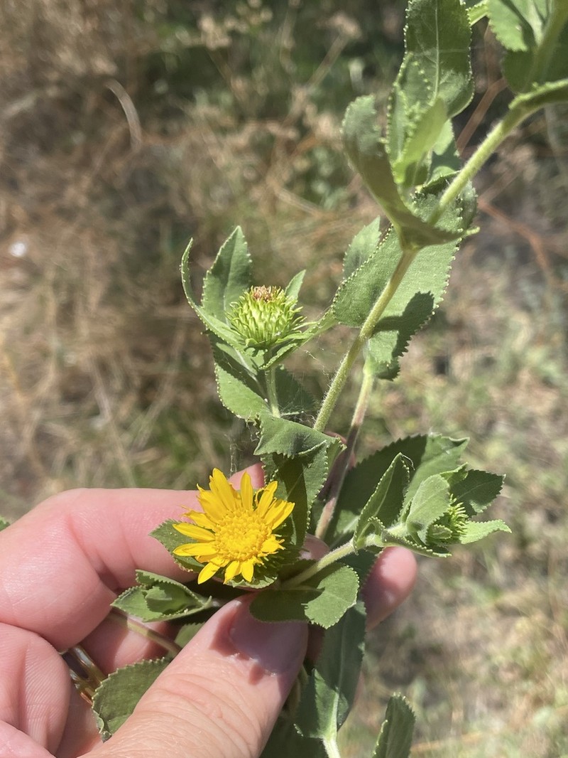 Lonestar Gumweed photo 3