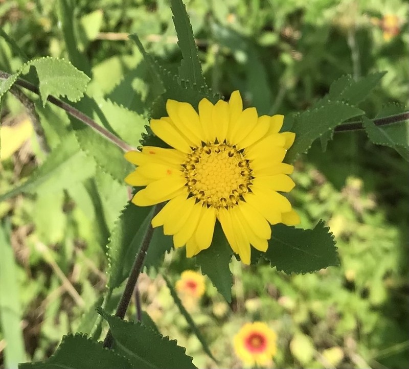 Lonestar Gumweed photo 4