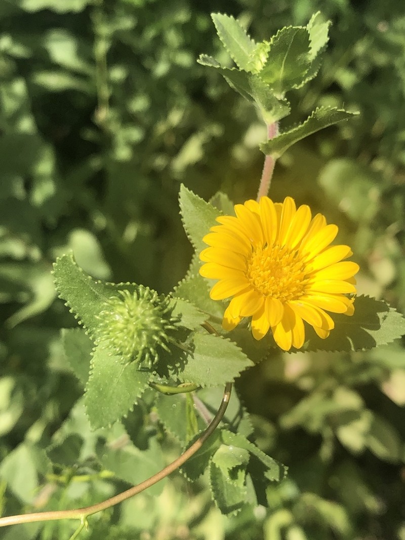 Lonestar Gumweed photo 5
