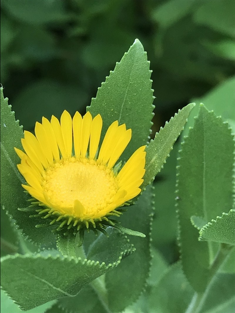 Lonestar Gumweed photo 6