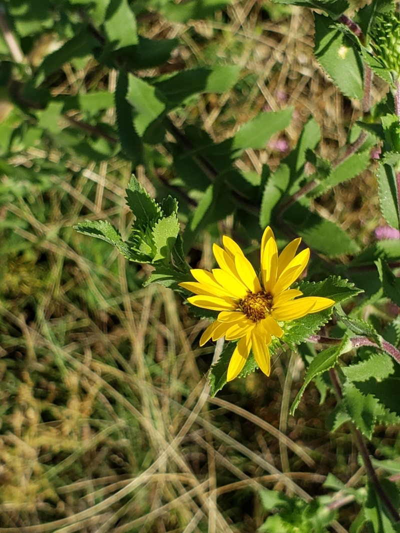 Lonestar Gumweed photo 7