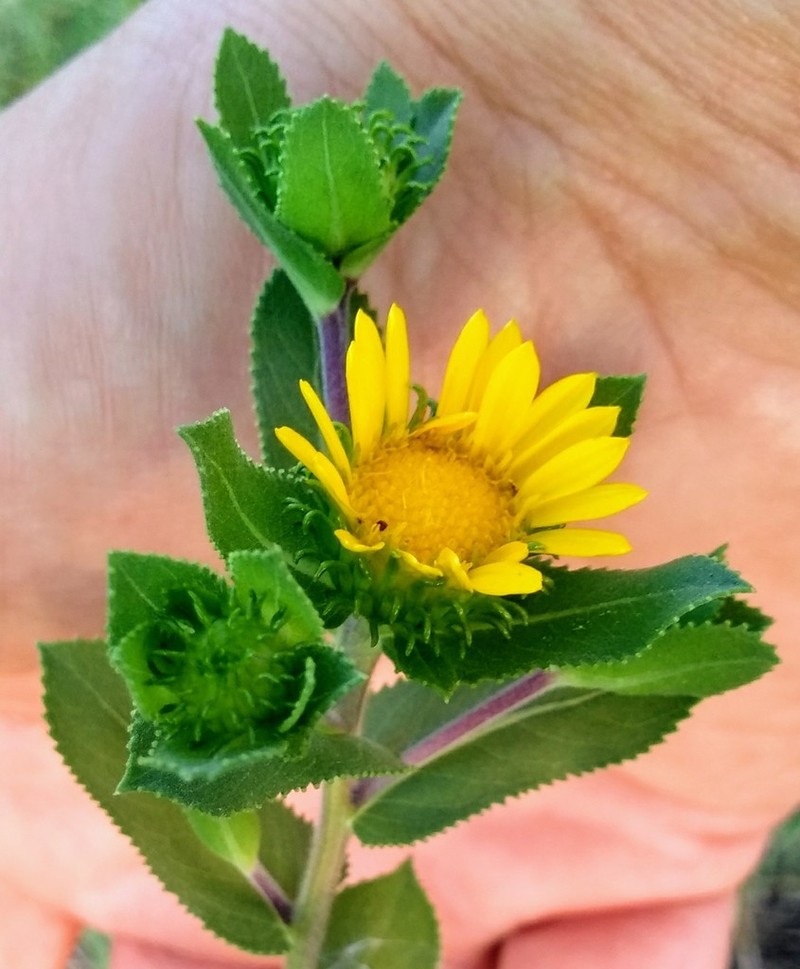 Lonestar Gumweed photo 8
