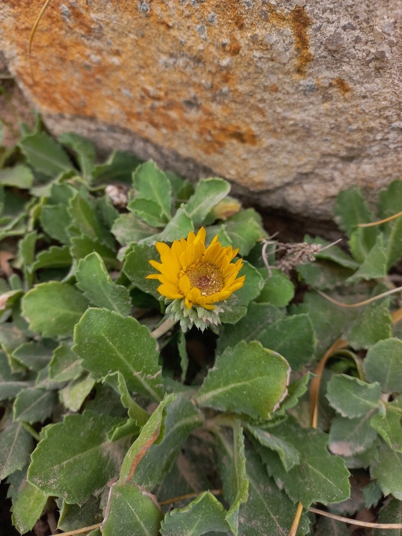 Grindelia aegialitis