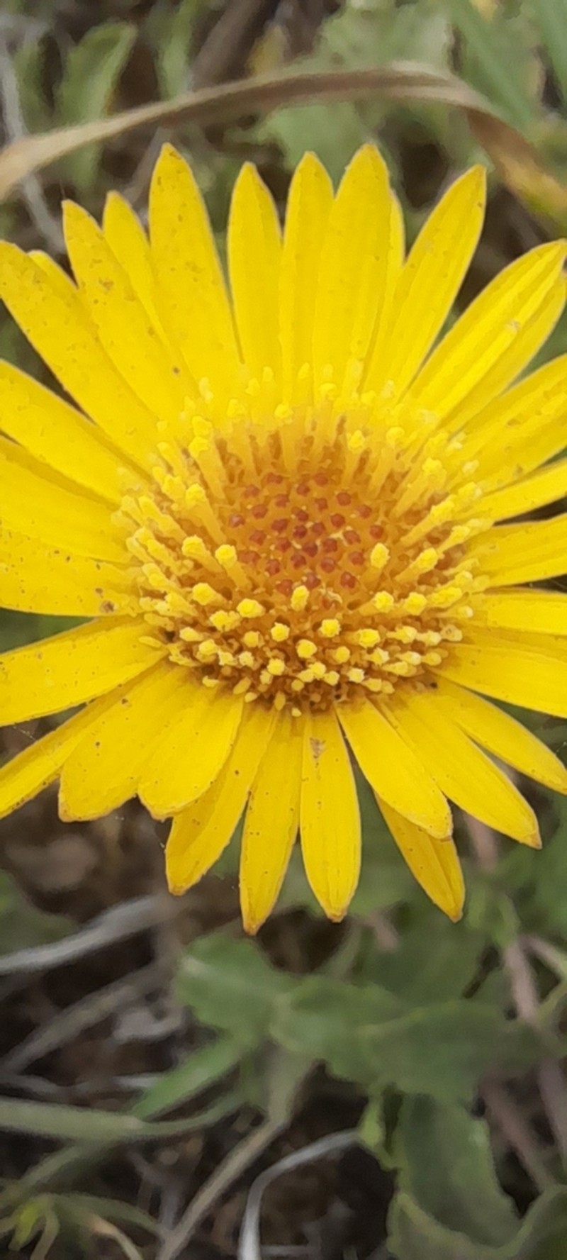 Grindelia aegialitis photo 2