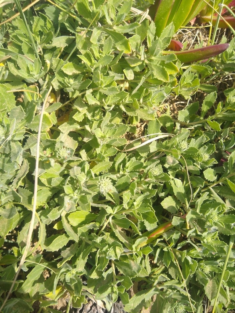 Grindelia aegialitis photo 3