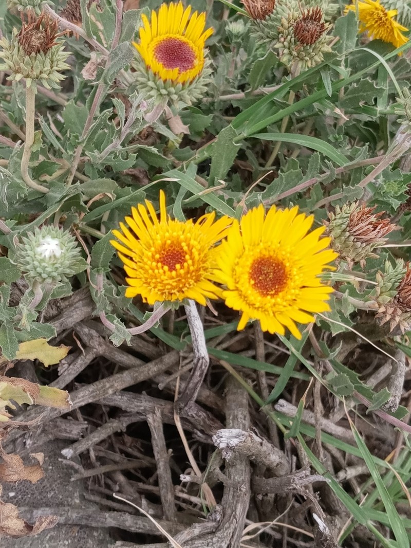 Grindelia aegialitis photo 4