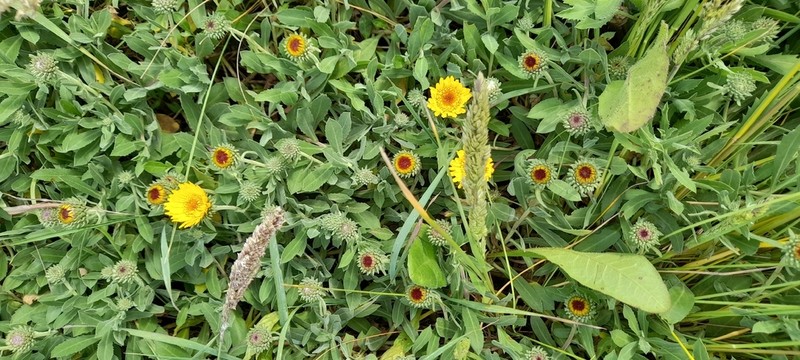 Grindelia aegialitis photo 5