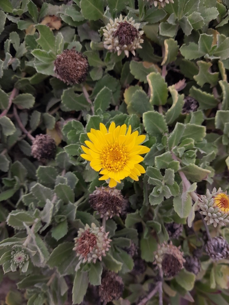 Grindelia aegialitis photo 6