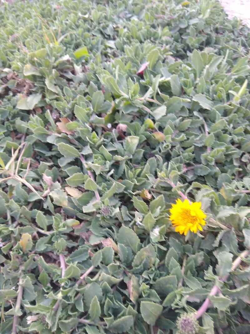 Grindelia aegialitis photo 7