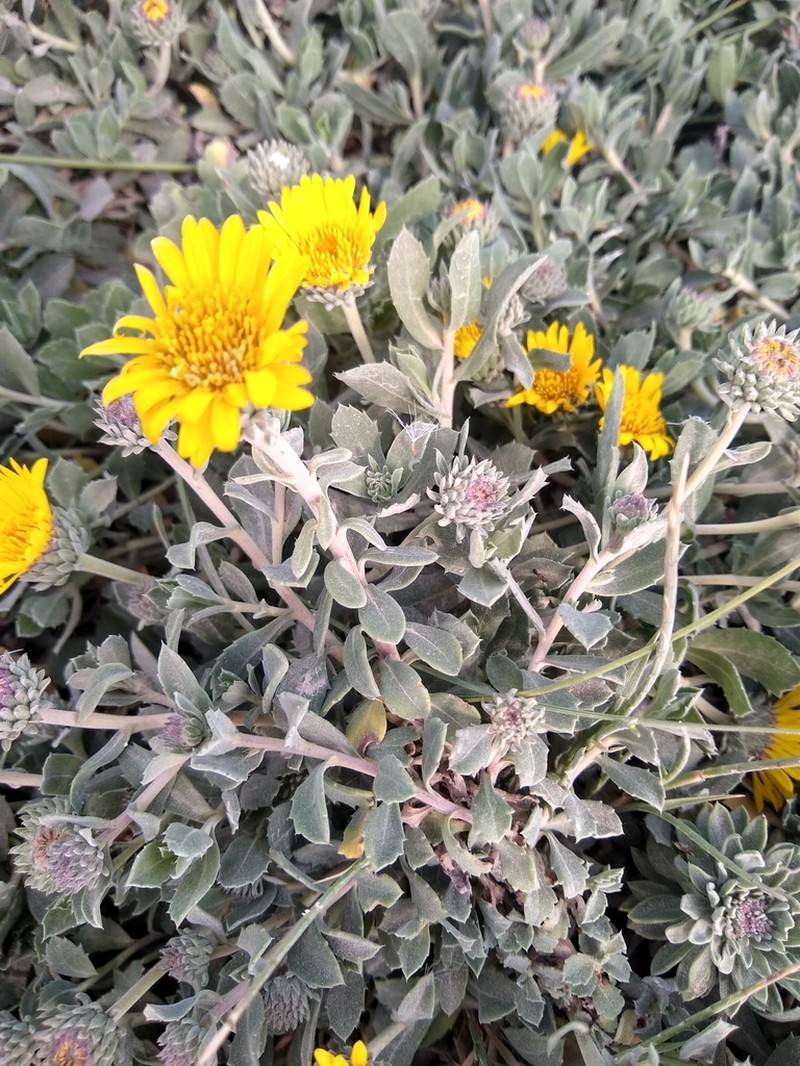 Grindelia aegialitis photo 8