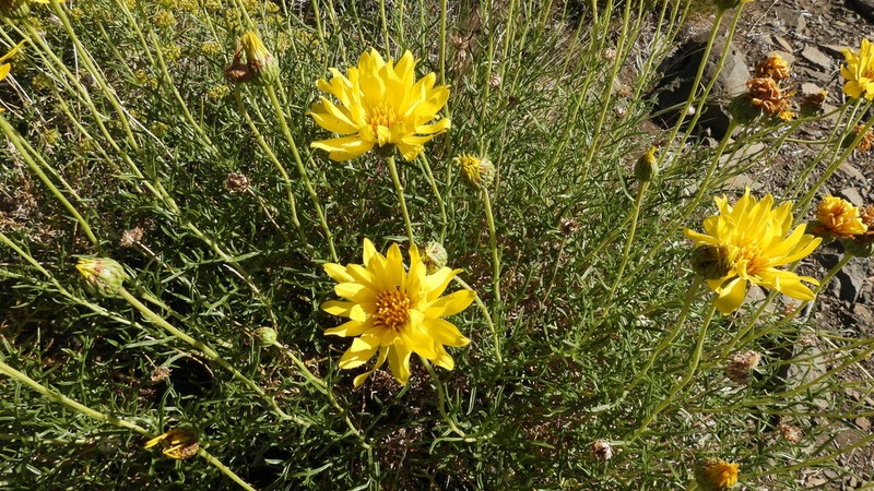 Grindelia anethifolia photo 2