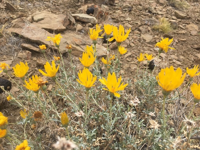 Grindelia anethifolia photo 3