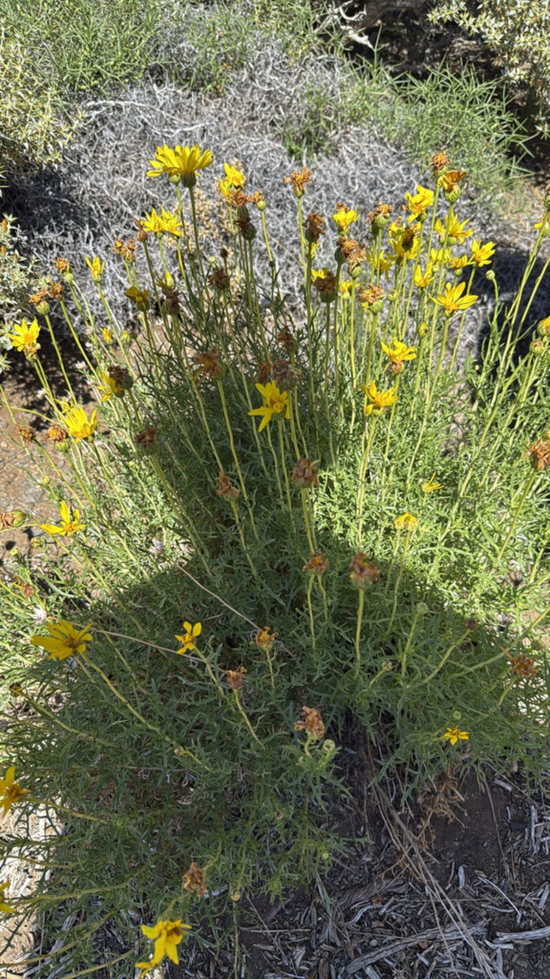 Grindelia anethifolia photo 4