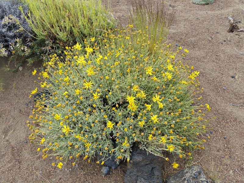 Grindelia anethifolia photo 5