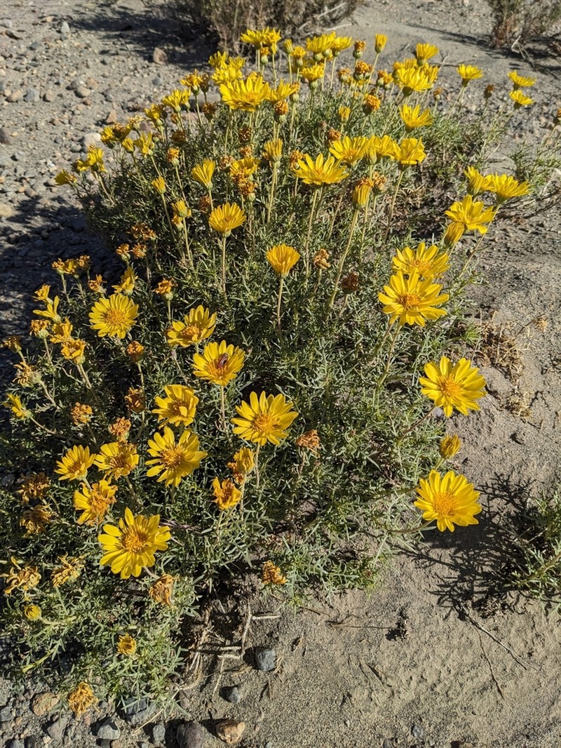 Grindelia anethifolia photo 6