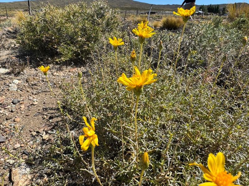 Grindelia anethifolia photo 7