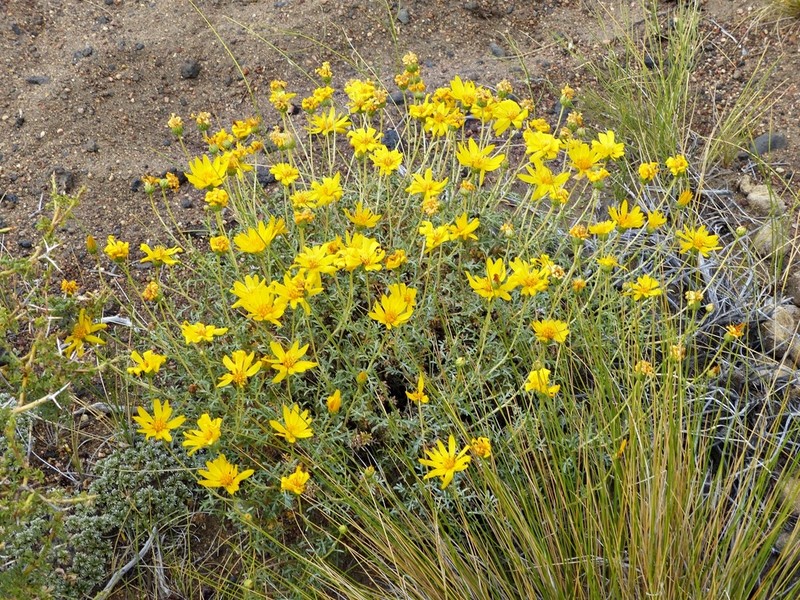 Grindelia anethifolia photo 8