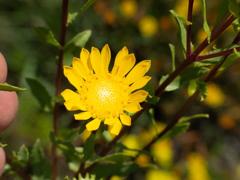 Arizona Gumweed