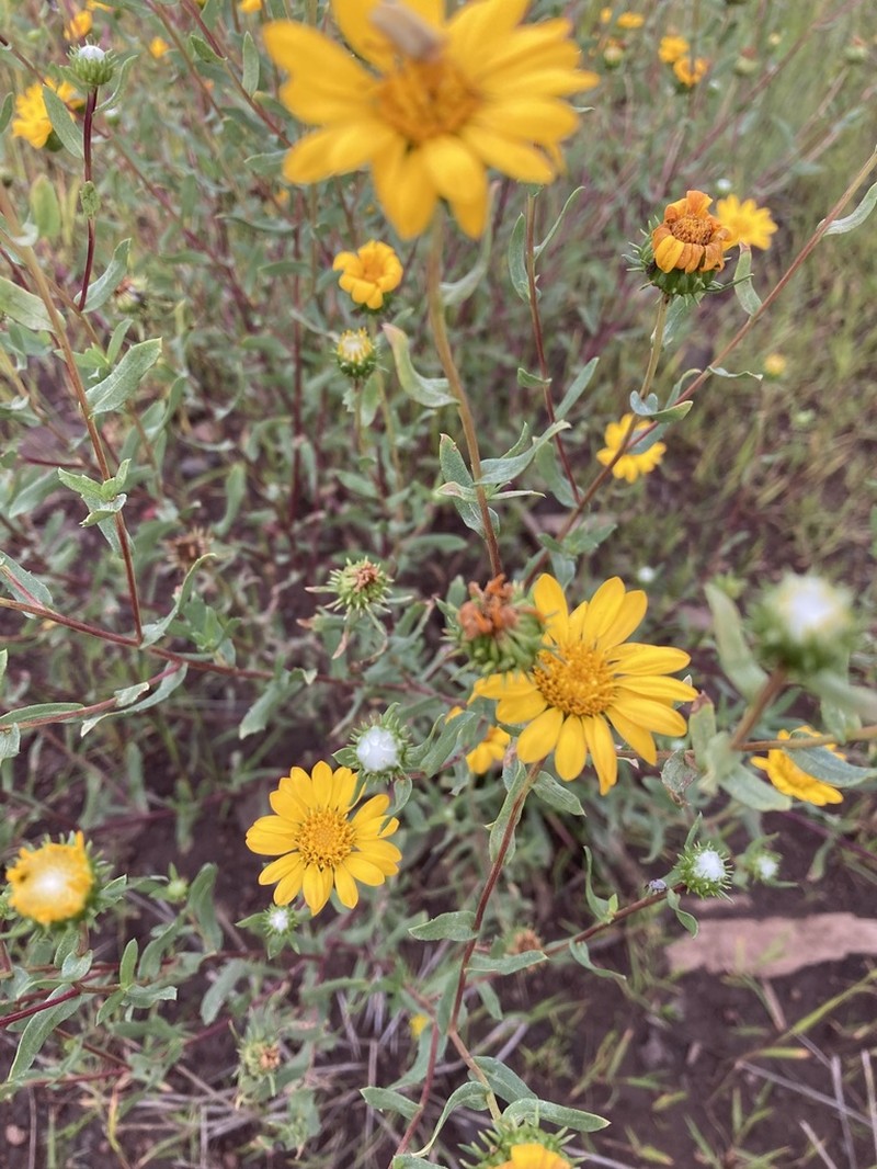 Arizona Gumweed photo 7