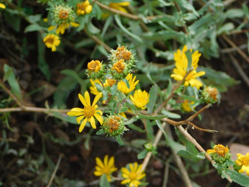 Cutleaf Gumweed photo 2