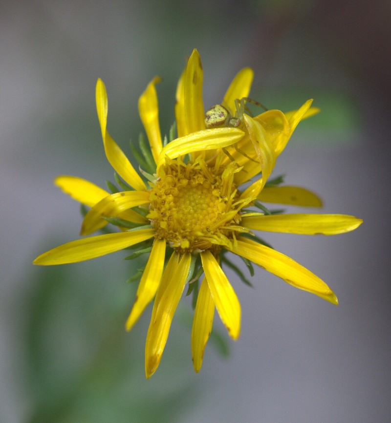 Cutleaf Gumweed photo 3