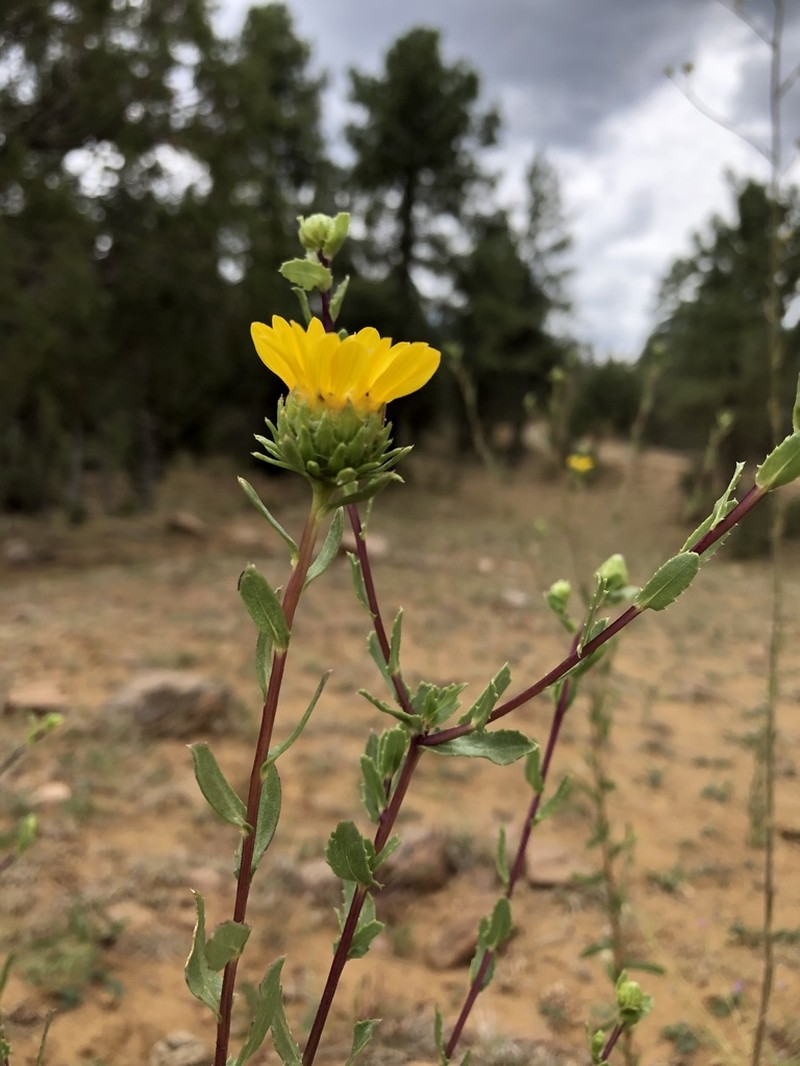 Cutleaf Gumweed photo 4