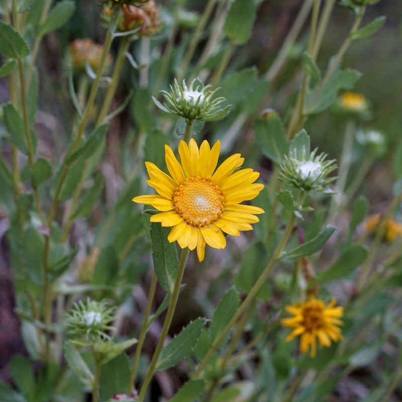 Cutleaf Gumweed photo 5