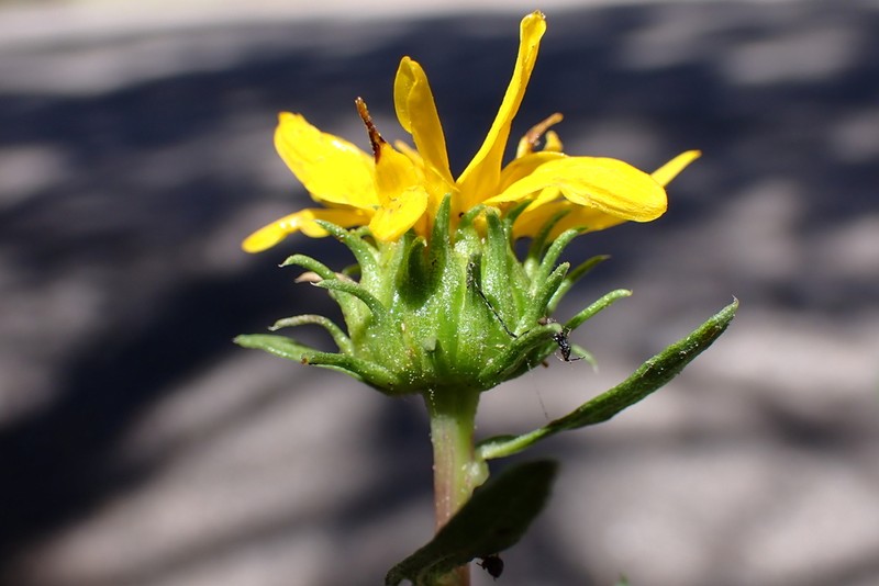 Cutleaf Gumweed photo 6
