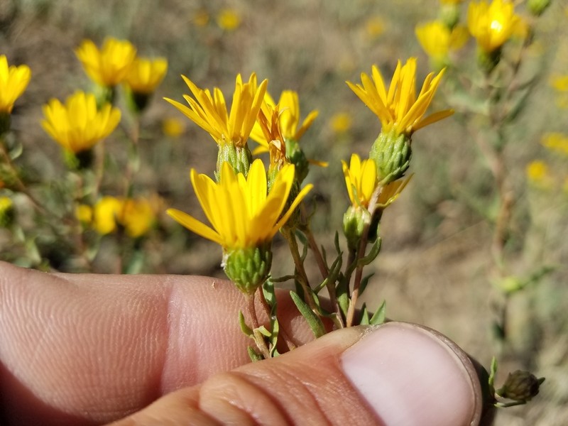 Cutleaf Gumweed photo 8