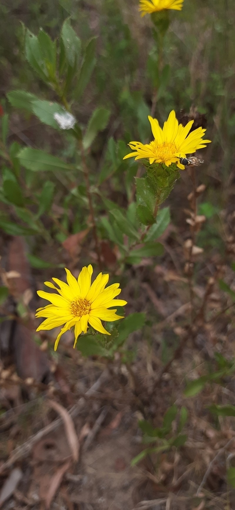 Grindelia atlantica
