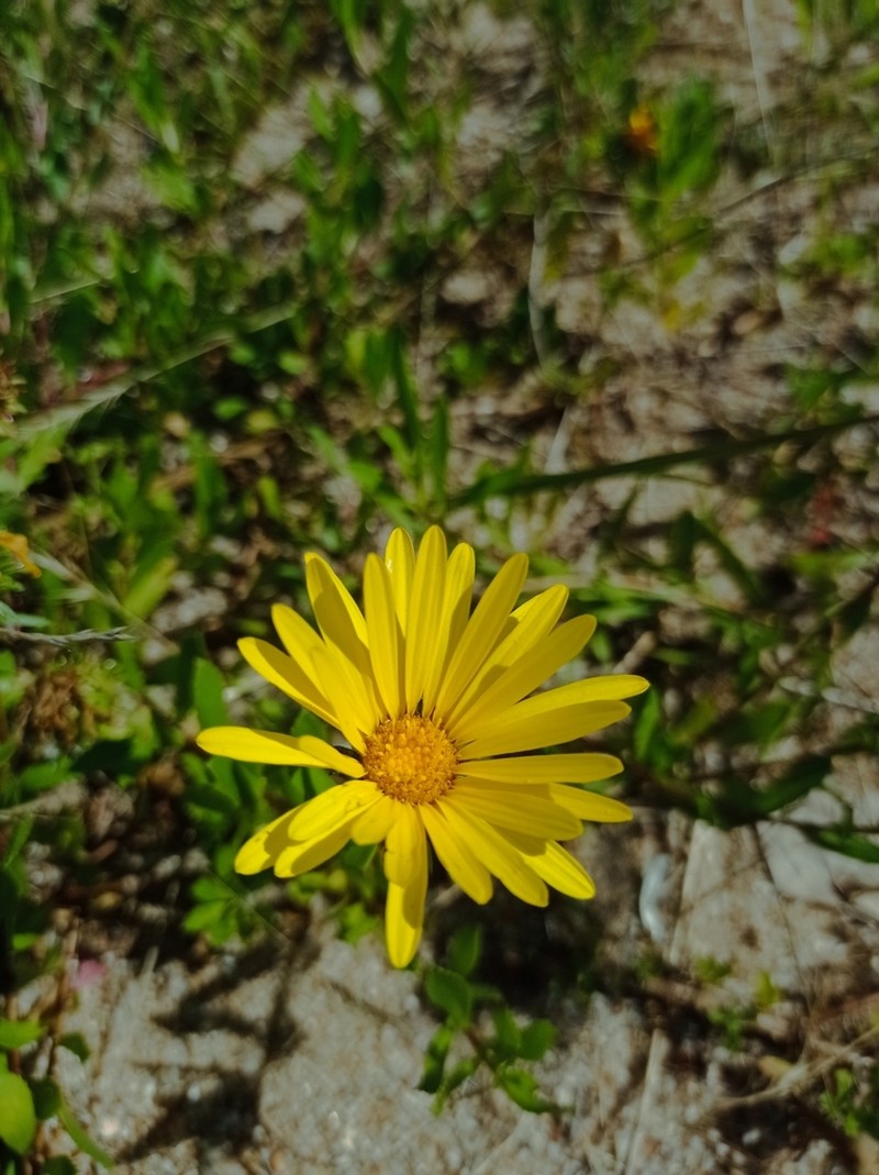 Grindelia atlantica photo 2