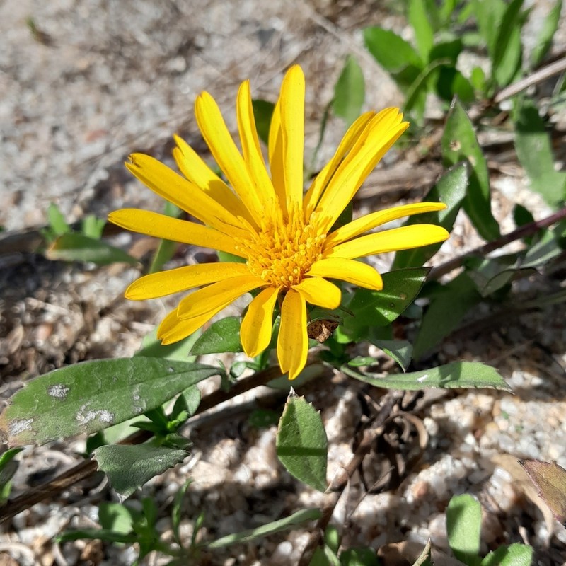 Grindelia atlantica photo 3
