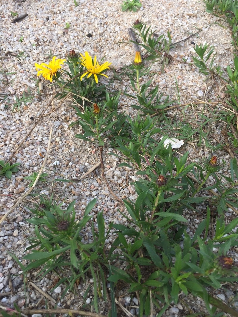 Grindelia atlantica photo 4