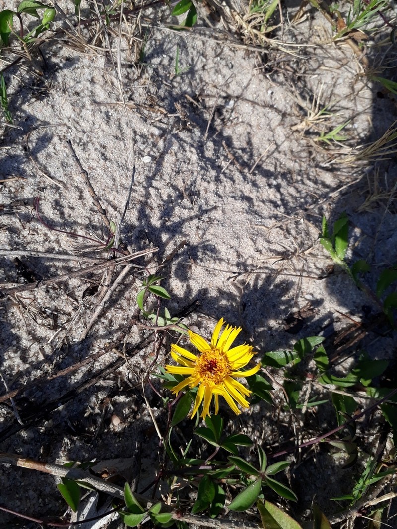 Grindelia atlantica photo 5
