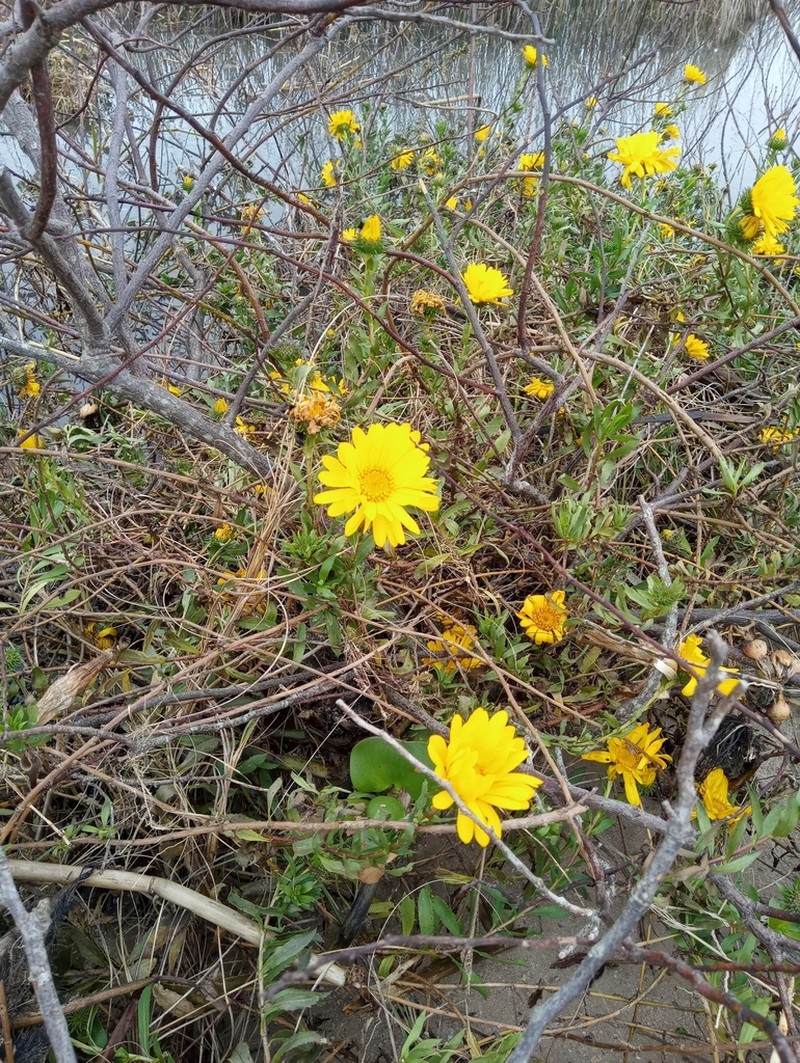 Grindelia atlantica photo 6