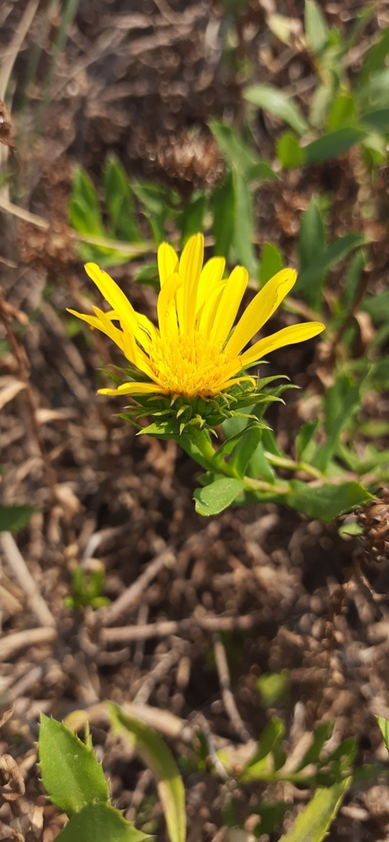 Grindelia atlantica photo 7