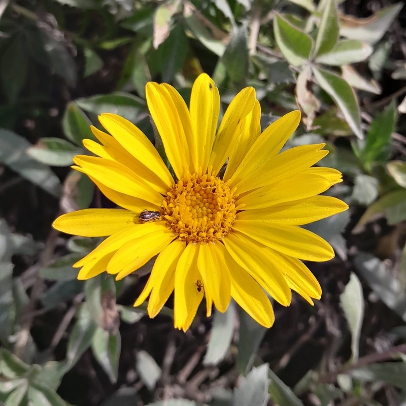 Grindelia atlantica photo 8