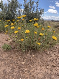 Grindelia boliviana