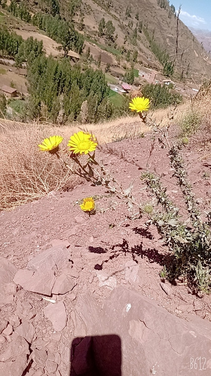 Grindelia boliviana photo 2