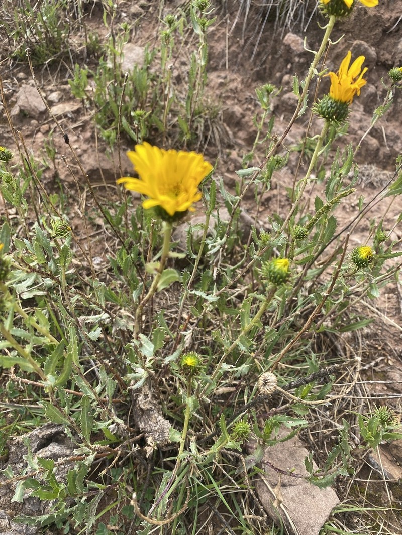 Grindelia boliviana photo 3