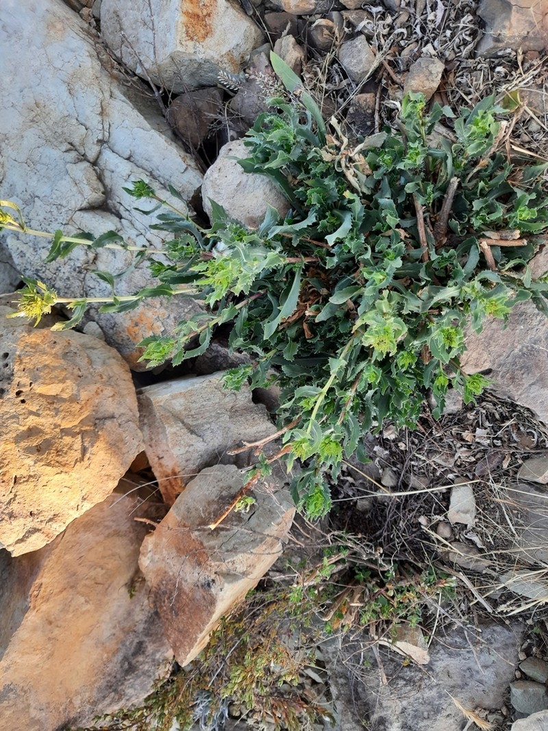 Grindelia boliviana photo 4