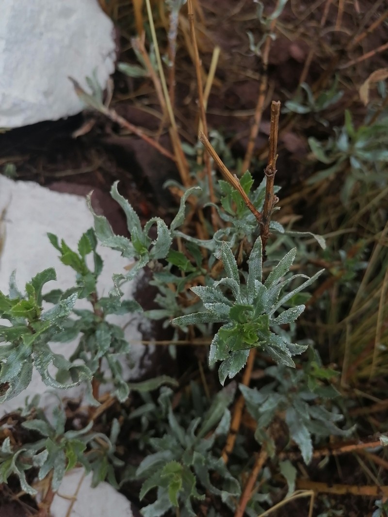 Grindelia boliviana photo 5